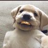 studbeyonce