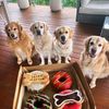 Our golden gang 🩷