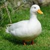 friendlyduckaquaintance