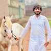 barkhurdarkharalhorse