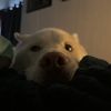 beccacremo