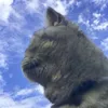 miliska_cat