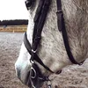 equest_anna