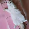 nhieanhie7