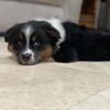 robin_the_aussie