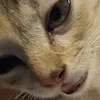 macmetquama0