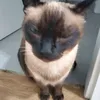 pochise__