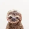 amaliusskk
