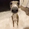 you_hav_cookies_