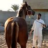 dy5a8iob8zbp