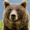 grizzleybear101