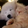 ameko.neko