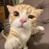 yurimangaa