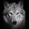lonewolf6587