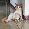miauwfamily27
