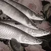fish_wantme