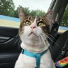 catttladyy