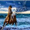 waleedshaheen15