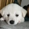 aruu_9111