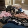 winnie.the.doggie1