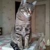 marionneo