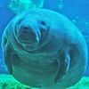 manateeee