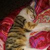 abir.pannis02