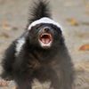 _thehoneybadgerdontcare_