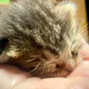 catsmiei