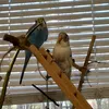 sini4ka_tosha_parrots
