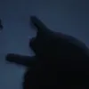 pigudarcanity