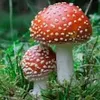 Jimmymushroom