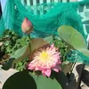 loannguyen5825