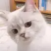 zul_kefly0