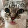 cherrycosmoss7