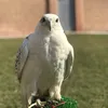 ناصر