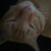 fufu_paw5