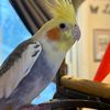 billythetiel