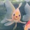 thefishhaspronouns