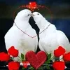 user14718202