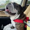 Chub The Bulldog