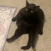 meormy__