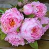 sunflowersnpeonies