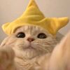 thecat_with.st4rs