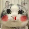 nhinconcac.zz