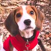 marblesniffs