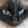 theresa_052