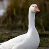 gabrielbtu
