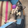 kleethechihuahua
