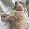 saocugdc_05
